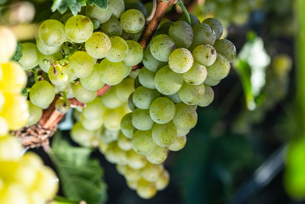 uva-chardonnay